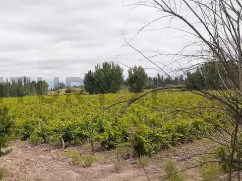 FINCA EN VENTA - PRODUCTIVA CON CULTIVO DE VID - LAVALLE