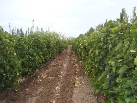 El Cejo , Piso 0