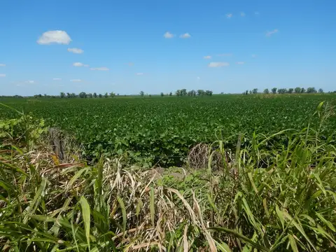 Campo en Venta Agrícola