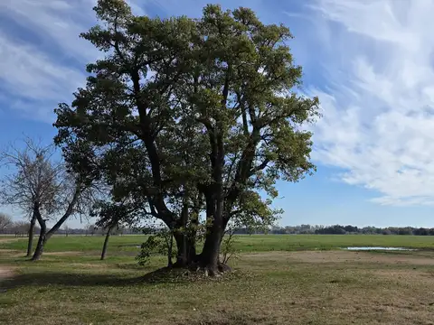 433 Has. "El Destino". Campo en Lima, Zarate