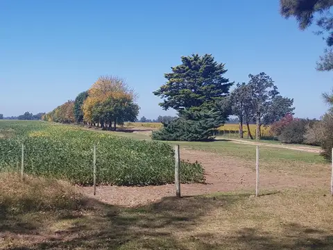 433 Has. "El Destino". Campo en Lima, Zarate