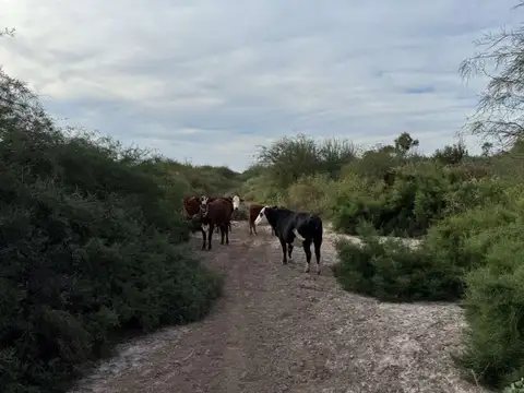 VENTA DE CAMPO EN FERNANDEZ - SANTIAGO DEL ESTERO