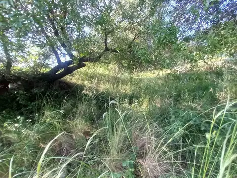 Colectora 100