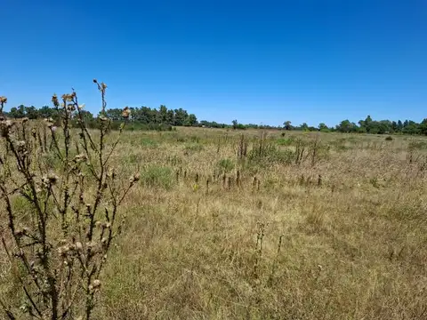 Venta de 2.6 Hectáreas en San Miguel del Monte
