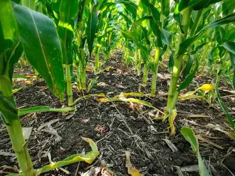 Campo en Vivorata