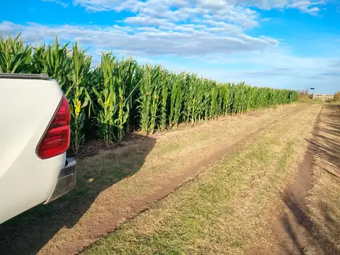 Campo en Vivorata