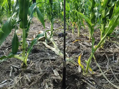 Campo en Vivoratá
