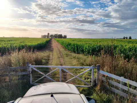 Campo en Vivorata