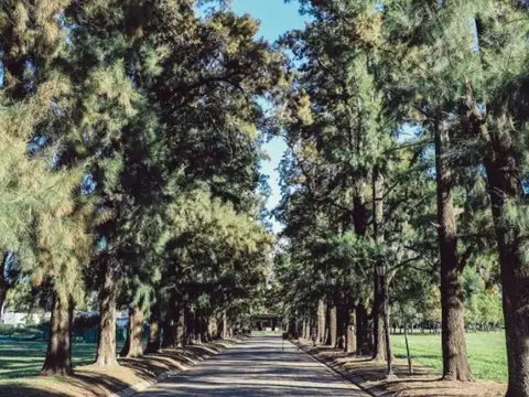 AZAHARES DEL PARANA 600