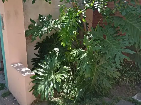 BRASIL 100