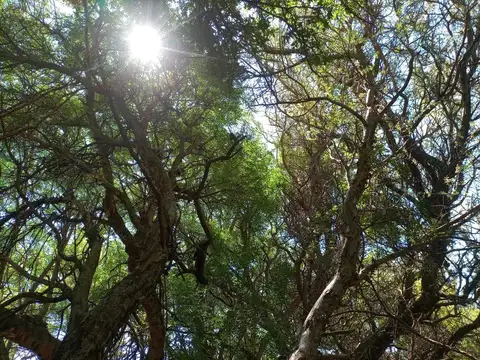 Terreno en Venta de 11000,0 m2