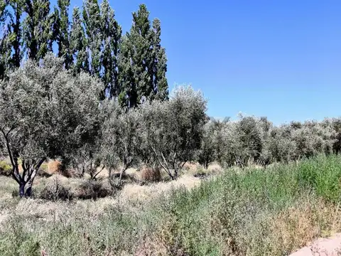 Venta de Finca en Chapanay Zona Este