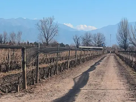 Campo en Venta en San Carlos, Mendoza