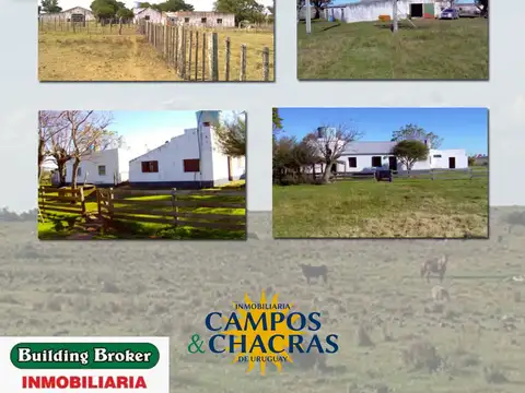 Campo en Venta Forestal