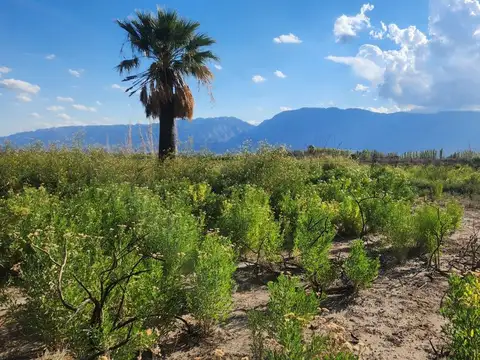 Terreno en Venta en Pocito, USD 70.000