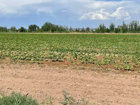 VENTA FINCA UGARTECHE LUJAN Ruta 86 MENDOZA