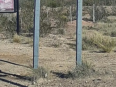 CAMPO 5.000 HECTÁREAS, Ruta prov, 58, zona ARROYO TEMBRAO Valcheta