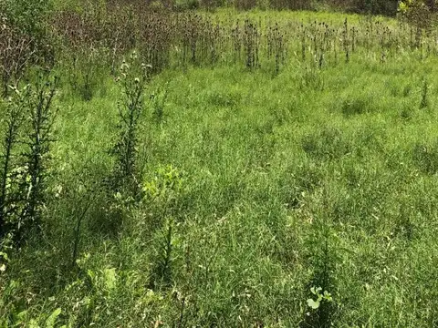 Terreno en Venta en Villa Rosa, USD 3.000.000