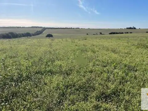 Campo en venta - 521 Hectáreas - La Pampa