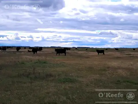 Campo en venta de 441 has Mixtas en General Villegas.