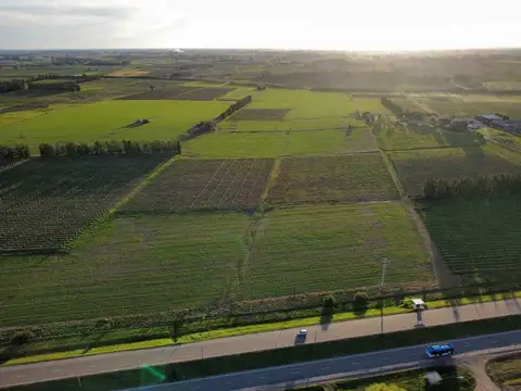 VENTA PREDIO RURAL 60 HÁS SOBRE RUTA 5