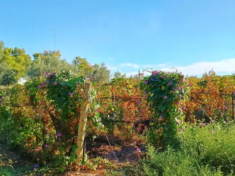 Terreno en Venta en Medrano, USD 800.000