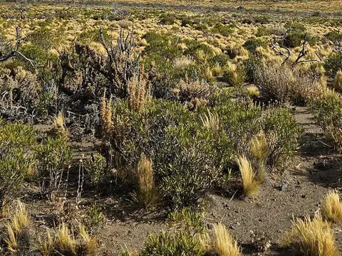 Campo productivo - precordillera Chubut -100% aguas naturales - 10.000 lanares esquila
