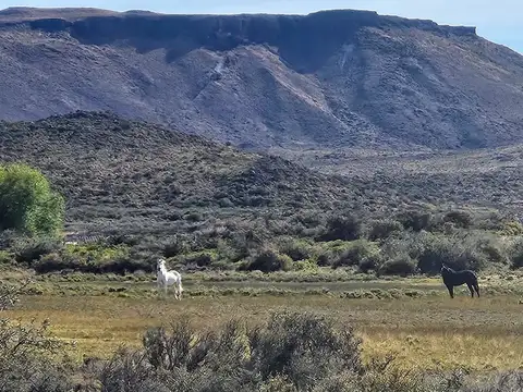 Campo productivo