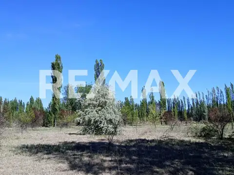 RUTA 151 Y LAS MARGARITAS