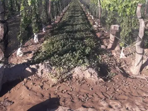 BOMBAL Y TABANERA 100