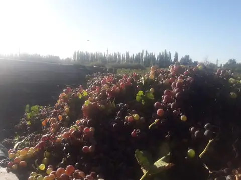 FINCA EN VENTA EN SAN RAFAEL  EN PLENA PRODUCCIÓN