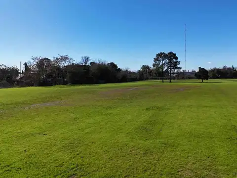 Jacaranda 200