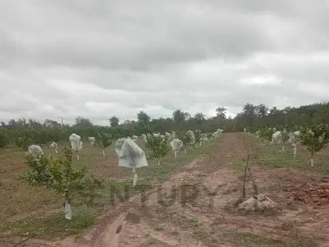 Campo en Venta de 12  ha