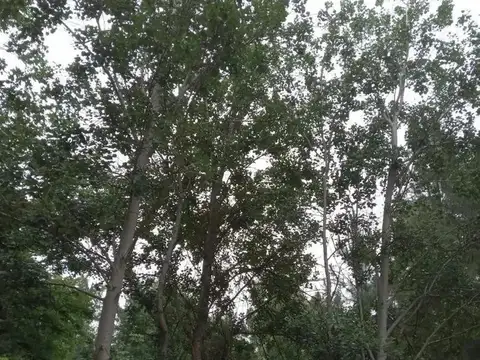Terreno en Venta de 300,0 m2