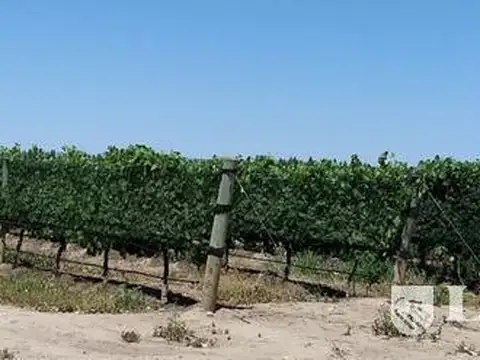 Finca 80 ha con viñedos. San Rafael, Mendoza