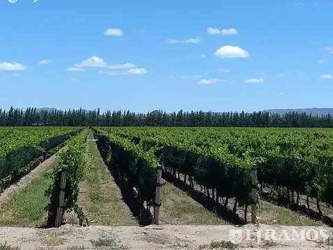 Finca 80 ha con viñedos. San Rafael, Mendoza