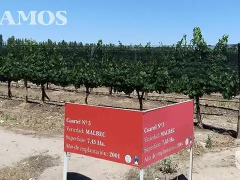 Finca 80 ha con viñedos. San Rafael, Mendoza