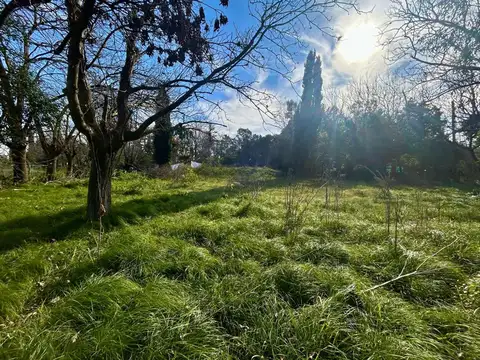 Quinquela Martin y Van Gogh 100