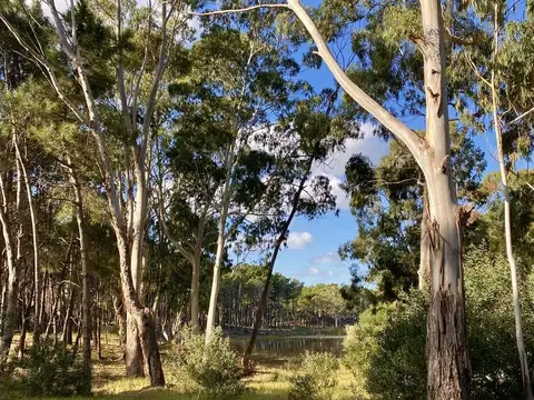 Lote 565 - Villa Roble