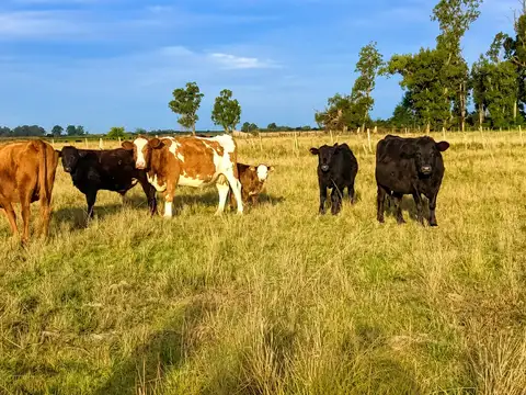 CAMPO EN VENTA.RUTA 36.KM 100. MAGDALENA.LA PLATA
