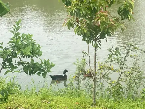 VENDO IMPRESIONANTE GRANJA PESQUE Y PAGUE EN POSADAS MNES