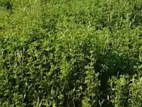 Terreno en Venta de 800,0 m2