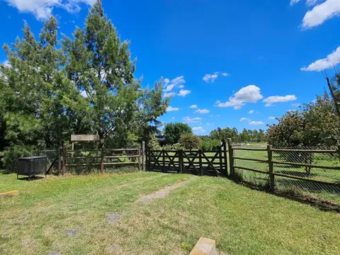 Domingo Masciotra
