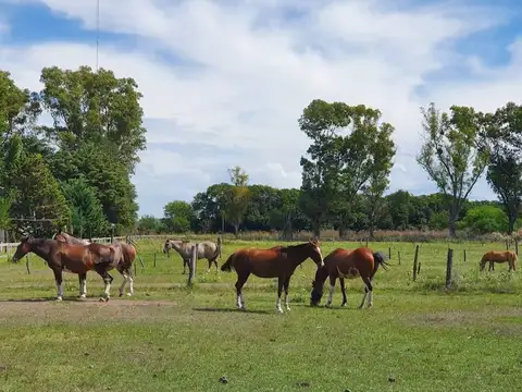 Estancia - Haras - Solis