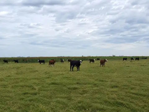CAMPO GANADERO EN VENTA CAÑUELAS 90 HECTAREAS