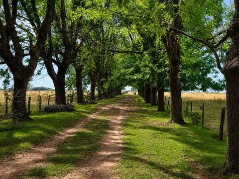 CAMPO GANADERO EN VENTA CAÑUELAS 90 HECTAREAS