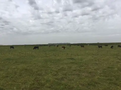 CAMPO GANADERO EN VENTA CAÑUELAS 90 HECTAREAS