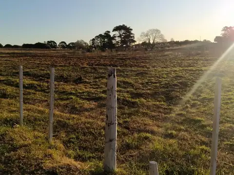 Calle 50 entre 469 y 475