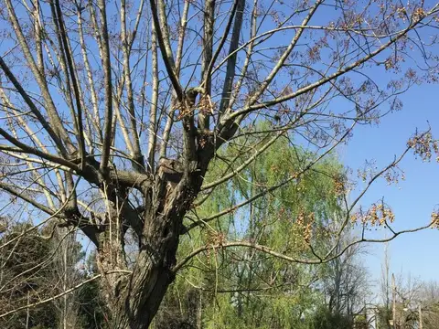 Terreno en Venta 42  mts Fondo