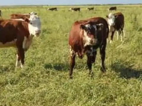 Mega Campo Mixto en San Luis: 7.600 Hectáreas a U$D 4.000/ha